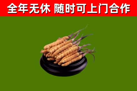 永善回收散虫草