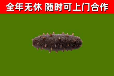 永善回收海参干